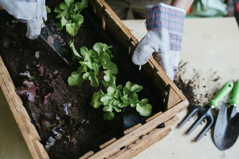 Osoba pěstování salát v dřevěné krabici