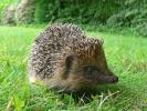 Uložení britských ježků: 5 způsobů, jak Steve Backshall zachránit život prasat