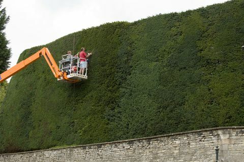 Nejvyšší tisový plot v Anglii byl každoročně upravován muži v sběračích třešní. Bathurst Estate v Cotswolds