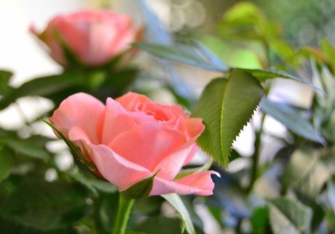 Růžové růže v květu
