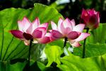Skutečný význam lotosového květu