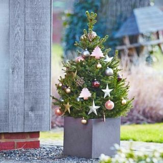Čerstvý vánoční stromeček - Smrk norský v květináči 60-80cm - Wills Dwarf + PRO OKAMŽITÉ DODÁNÍ