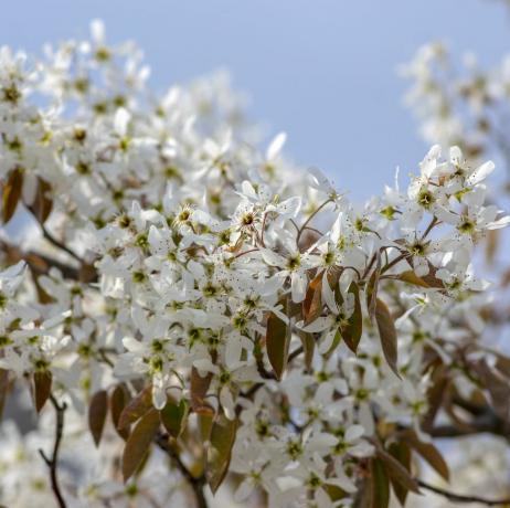 amelanchier lamarckii opadavý kvetoucí keř, skupina bílých květů na větvích v květu, sněžný kultivar rostliny mespilus