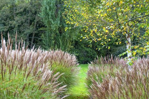 miscanthus běžně známý jako sloní tráva nebo stříbrná tráva a bříza v anglické zahradě