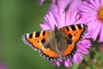David Attenborough chce, abychom se všichni letos v létě zúčastnili velkého motýlího hraběte 2017