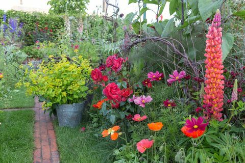 Zahrada na řezání Anneky rýže. Navrhl: Sarah Raven. RHS Chelsea Flower Show 2017. BBC Feel Good Garden