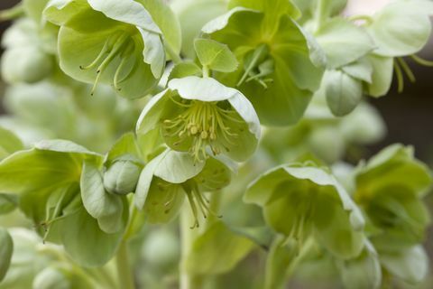 Zelená Hellebore - trvalka