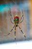 Co jsou pavouci Joro? Vědci očekávají, že v nadcházejících letech napadnou východní pobřeží