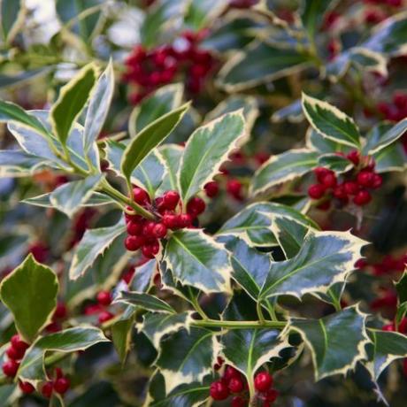 vánoční zahradní dekorace, cesmína s plody ilex aquifolium detail červeného ovoce tohoto typického vánočního stromku venku