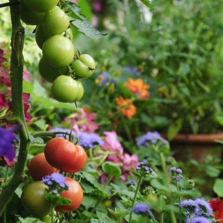 rajčata rostoucí ve svěží zelené zahradě
