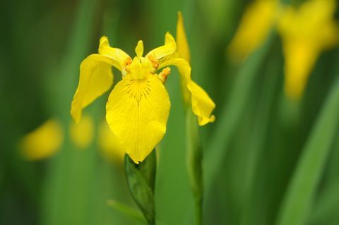 Kosatec žlutý (Iris pseudacorus)