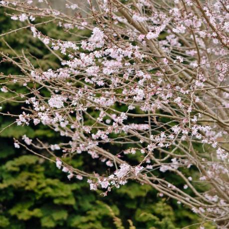 jwwtxc podzimní třešeň prunus subhirtella 'autumnalis rosea'