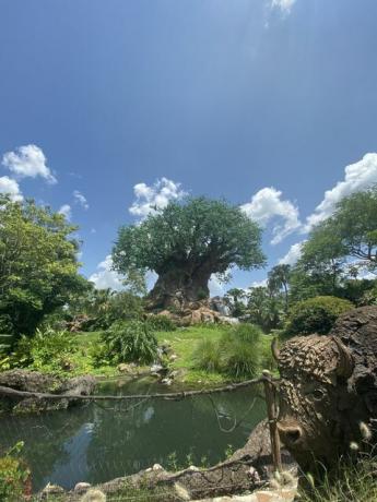 strom života v království Disneyho zvířat