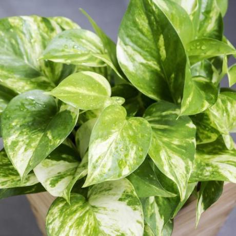 pothos epipremnum aureum nejlepší rostliny milující vlhkost pro vaši koupelnu