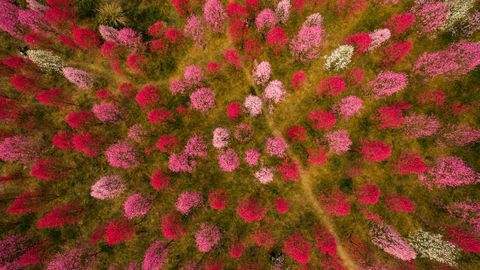 Broskvové květy v Deyang, provincie S'-čchuan