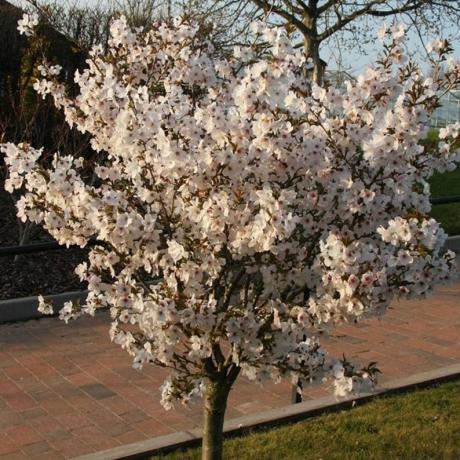 Prunus 'Nevěsta'