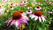 Nejlepší pozdně-letní květiny pro vaši zahradu
