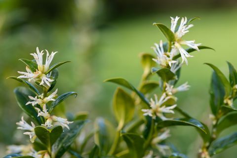 hraniční rostliny, zblízka květin na sladké krabici sarcococca confusa keř