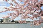 Vrchol třešňového květu Washington D.C. 2019: Podrobnosti, předpověď, data