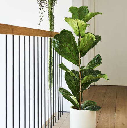 Fiddle Leaf Obr