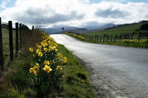 Narcis (Narcissus) květiny na venkovské silnici