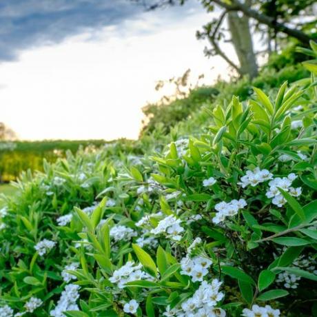 Bílý keř nastupující na velký a dobře udržovaný trávník a zahradu v Cambridgeshire