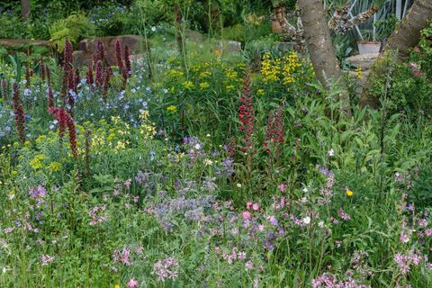 Zahrada odolnosti navržená Sarah Eberle a postavená šafránem