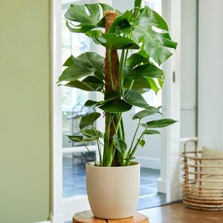 80cm Monstera Deliciosa na mechové tyči | Švýcarská sýrárna | Hrnec 19cm | Podle teorie rostlin