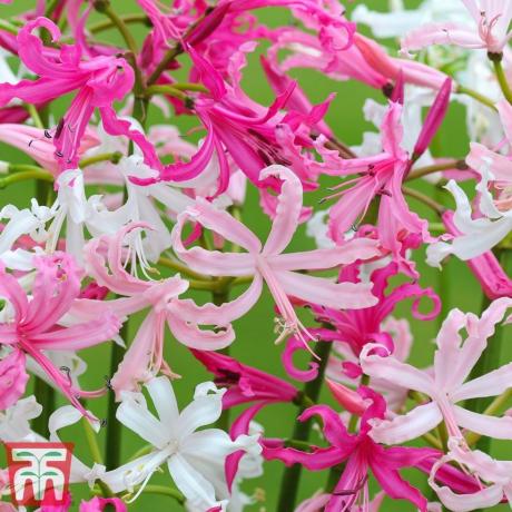 Nerine bowdenii 'Smíšené'