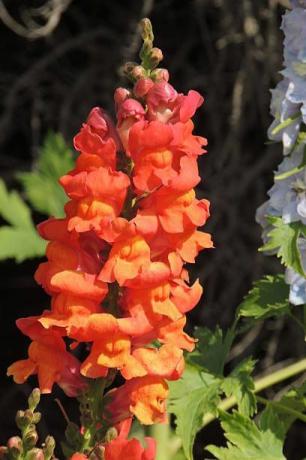 oranžově červená barva snapdragon