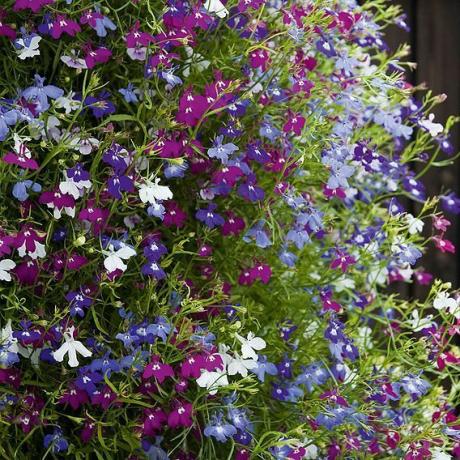 Lobelia Ultra Cascade Mixed