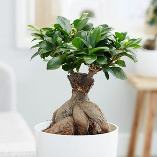 Ficus microcarpa " Ženšen"