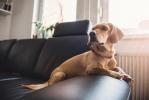 Top 10 věcí, majitelé psů dělat, když nechají svého domácího mazlíčka doma sám