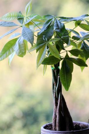 Pachira aquatica nebo peníze strom