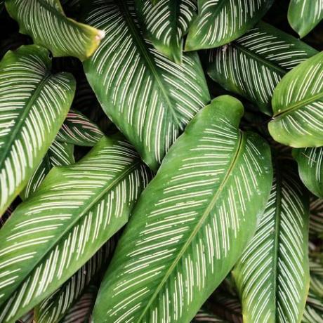 calathea ornata