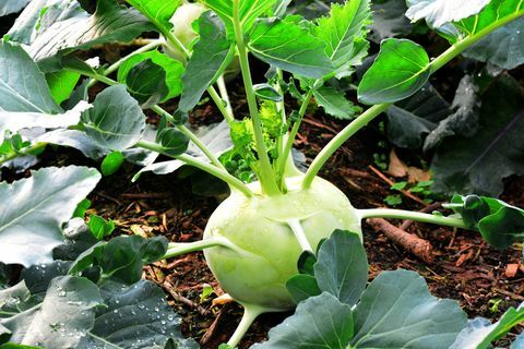 Kohlrabi, kořeněné zelí vodnice