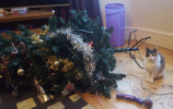Jak zabránit vaší kočce v lezení na vánoční stromeček