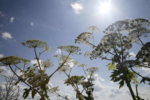 jedová zahrada: obří hogweed