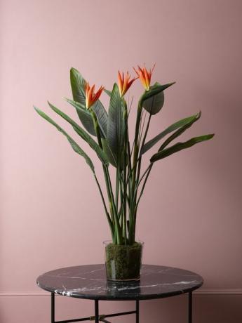 La Redoute uvádí na trh luxusní faux rostlinné a květinové řady od Bloom