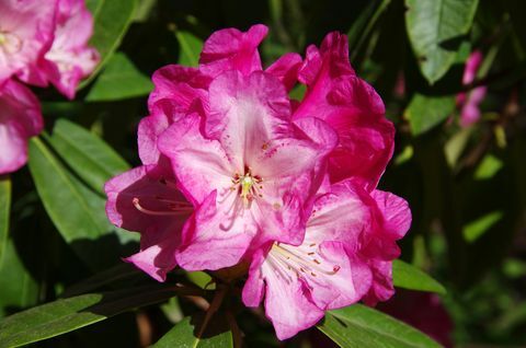 Růžový rododendron květiny v květu