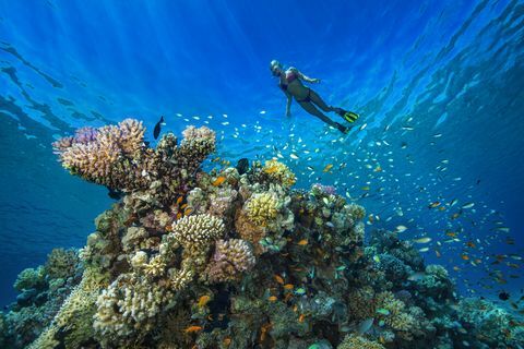 Egypt, Rudé moře, Hurghada, mladá žena, šnorchlování na korálovém útesu