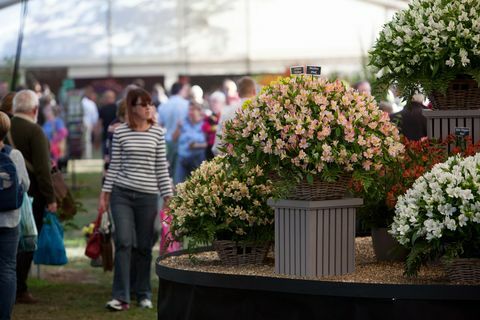 rhs malvern podzimní výstava 2022