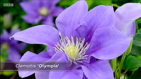 clematis 'olympia'
