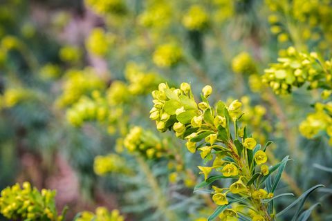 Euphorbia characias "Wulfenii" květ