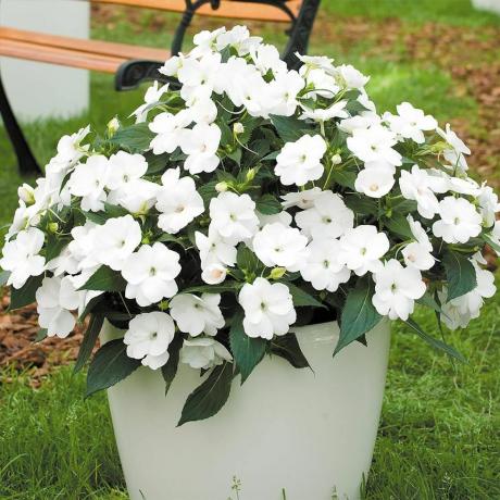 Impatiens Sunpatiens Compact White