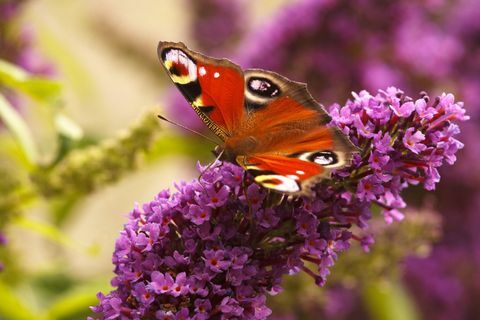 Páv motýl krmení na Buddleia v mé zahradě Calver, Peak District National Park, Derbyshire
