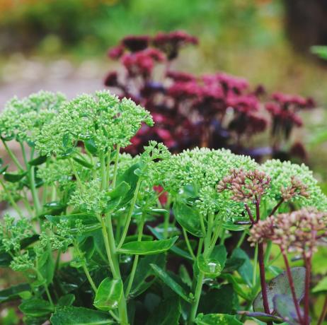 hraniční rostliny, různé hylotelephium spectabile sedum zasazené společně v letní zahradě fialový císař, brilantní a matrona sedum