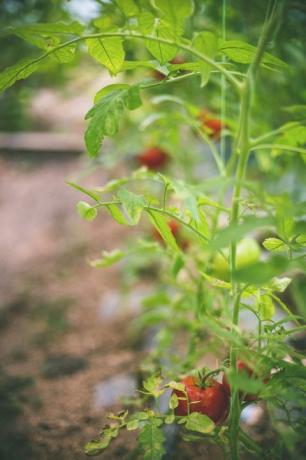 Chutné červené cherry rajčata