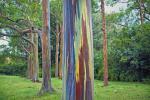 Eukalyptus duhy je nejbarevnější strom na Zemi