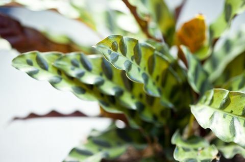 zblízka pohled na chřestýše calathea v květináči, rostlinu pocházející z brazilského deštného pralesa